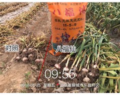 大蒜